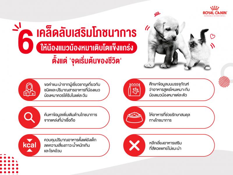 Royal Canin ชวนคุณใส่ใจดูแลน้องแมวน้องหมาให้เติบโตแข็งแกร่ง  พร้อมแชร์ 6 เคล็ดลับเสริมโภชนาการอาหารตั้งแต่ ‘จุดเริ่มต้นของชีวิต’