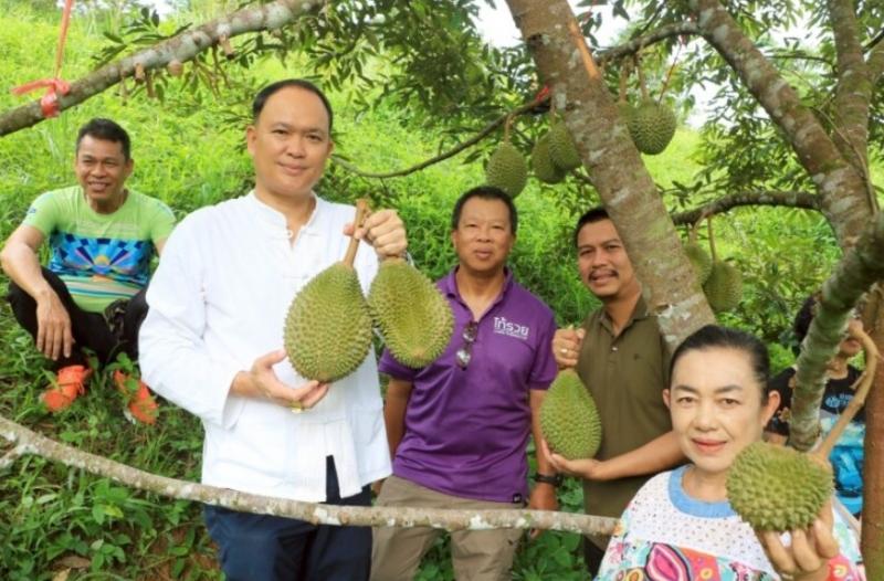 พังงา-หรอยจริง ทุเรียนมูซานคิงอารมณ์ดีปลอดสารเคมีสวนรวยชัย ตัดมีดแรกแล้ว พร้อมเปิดสวนต้อนรับคอทุเรียน พังงา-หรอยจริง ทุเรียนมูซานคิงอารมณ์ดีปลอดสารเคมีสวนรวยชัย ตัดมีดแรกแล้ว พร้อมเปิดสวนต้อนรับคอทุเรียน