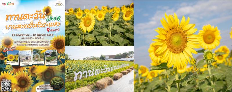 สายคอนเทนต์ห้ามพลาด! ซีพีแรมชวนเติมความสุขรับลมหนาว เช็คอินทุ่งทานตะวัน 5 ไร่ ใกล้กรุงเทพเพียง 45 นาที 