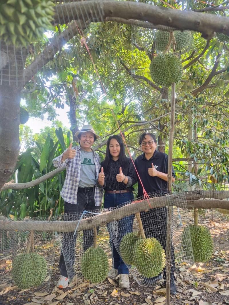 เปิดจองแล้ววันนี้! ทุเรียนคุณภาพจากแหล่งการเรียนรู้ สั่งตรงจากแปลงทดลองของมหาวิทยาลัยเกษตรศาสตร์ 