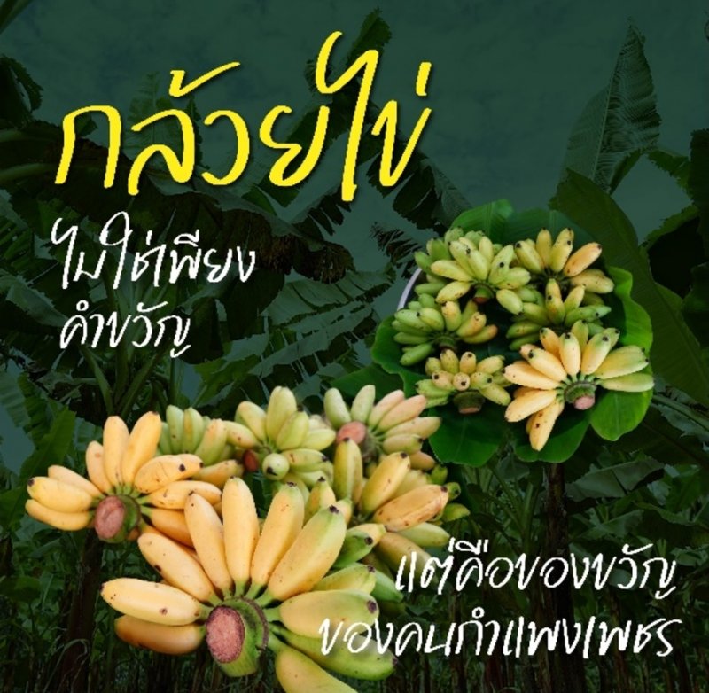 พลังภาคีกำแพงเพชร ตั้งเป้า“กล้วยไข่” เรียกรายได้ร้อยล้าน คืนชีพพืชเศรษฐกิจสู่แผนพัฒนาจังหวัดกำแพงเพชร