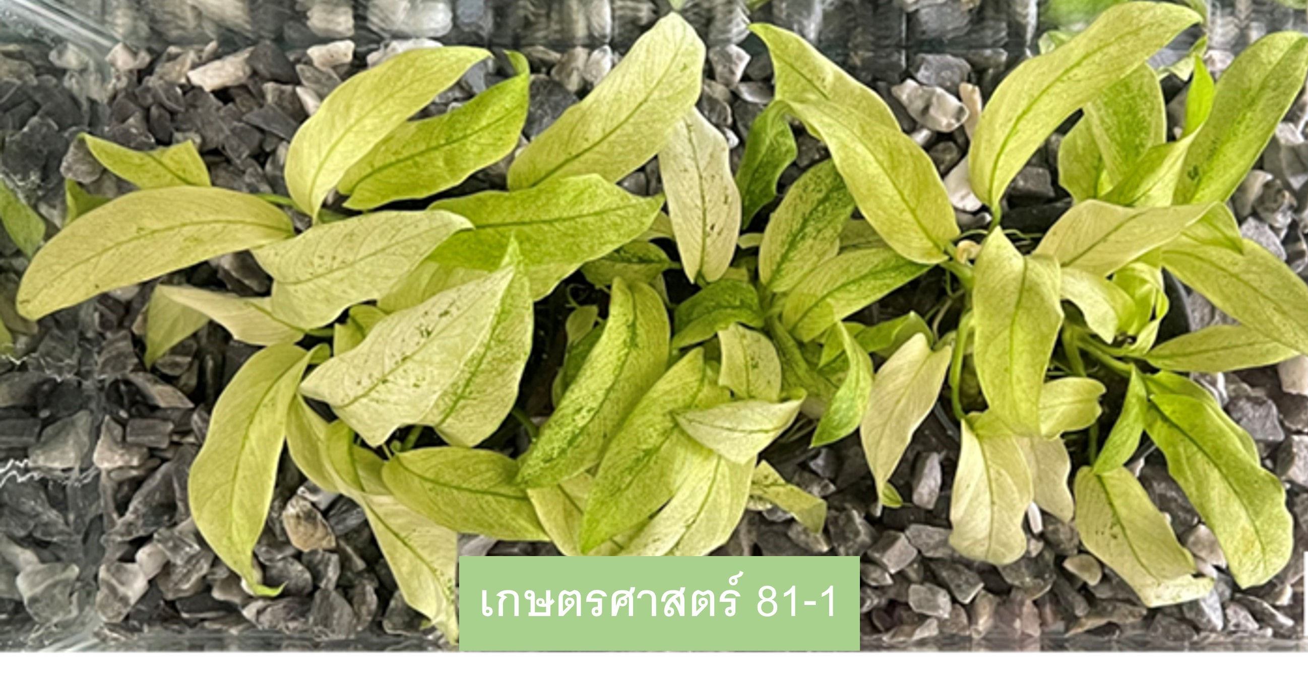 IMAGE - 32963
